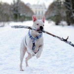 A boxer dog plays with a stick in the snow at 
the palace garden in Berlin - Charlottenburg, 
on Tuesday, Dec. 14, 2010. (AP Photo/dapd, 
Clemens Bilan)